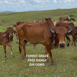 A2 Cow Ghee