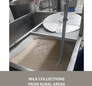 A2 Desi Cow Ghee