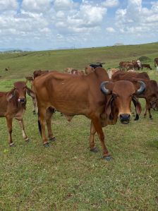 A2 Desi Cow Ghee
