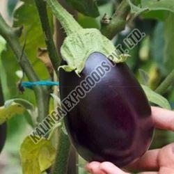 Fresh Brinjal