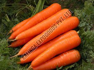 fresh carrot