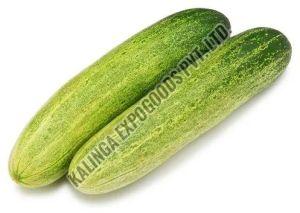 Fresh Cucumber