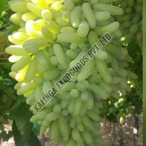 Green Grapes