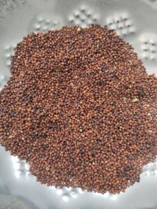 Ragi Seeds