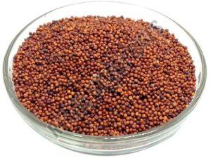 Finger Millet Seeds