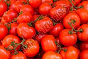 Fresh Red Tomato