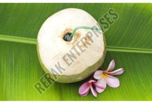 PEELED TENDER COCONUT