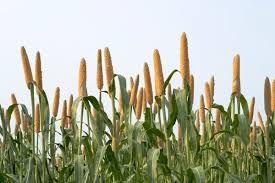 Pearl Millet Seeds