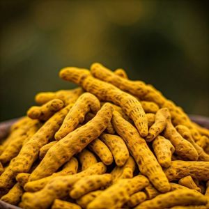 Maharashtra Turmeric Finger
