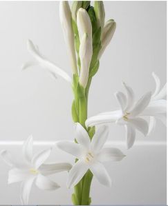 Tuberose Absolute