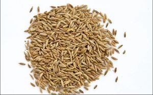 Cumin Seeds (Jeera)