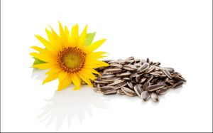 Sunflower Seeds