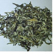 Shreeniwas White Tea leaf