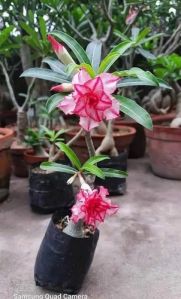 adenium grafted plant