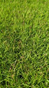 American Blue Lawn Grass