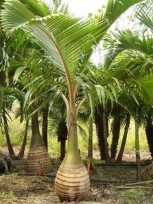 Bottle Palm Plant