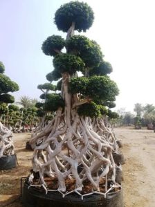 Chinese Banyan Bonsai Tree