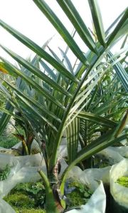 Dates Tissue Culture Plants