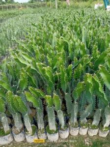 dragon fruit plant