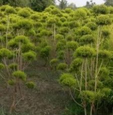 Golden Bottle Brush Topiary plant