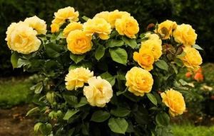 Hybrid Rose Plant