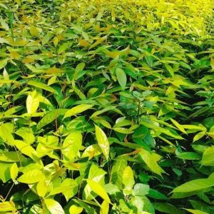 Indian Mahogany Plants