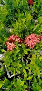 Ixora Mini Dwarf Plant