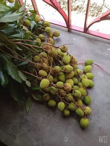 litchi fruit plant