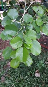 Red Sandalwood Plants