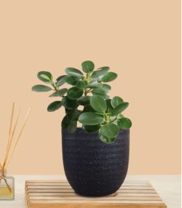 Ficus Compacta Plant (Small) in Eco Pot