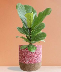 fiddle leaf fig large plant