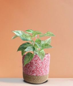 Money Plant Marble (Medium)