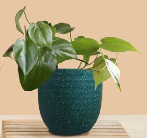 oxycardium green eco pot plant