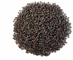 Brown Mustard Seeds