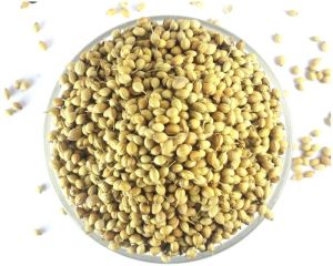 Coriander Seeds