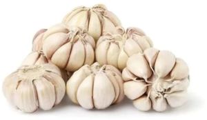 Fresh Garlic