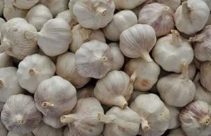 Fresh Garlic