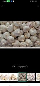 Fresh Garlic