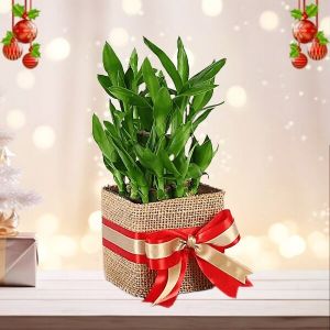 2 Layer Bamboo Plant