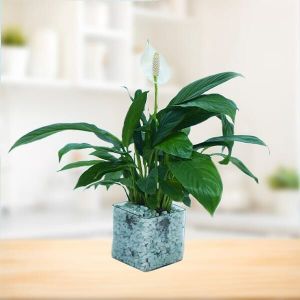 ceramic potted peace lily plant