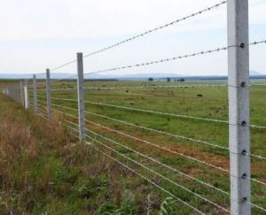 Barbed Wire