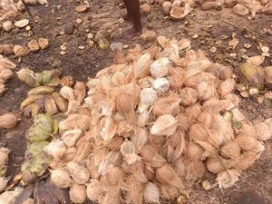 Semi Husked Coconuts