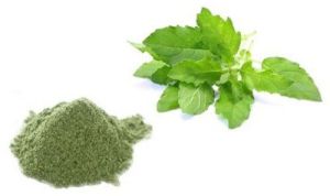 Organic Holy Basil (Tulsi) Extract