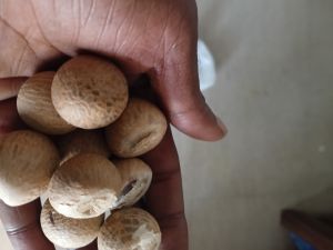 moti areca nut