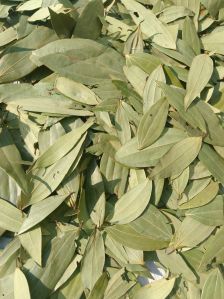 Bay Leaf