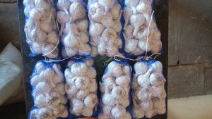 Fresh Garlic Bulbs