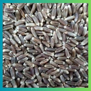 black wheat seed