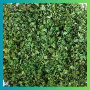 Dried Coriander Leaves