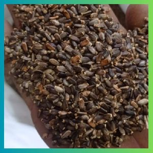 milk thistle seed