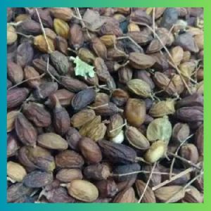 Neem Seed With Peel